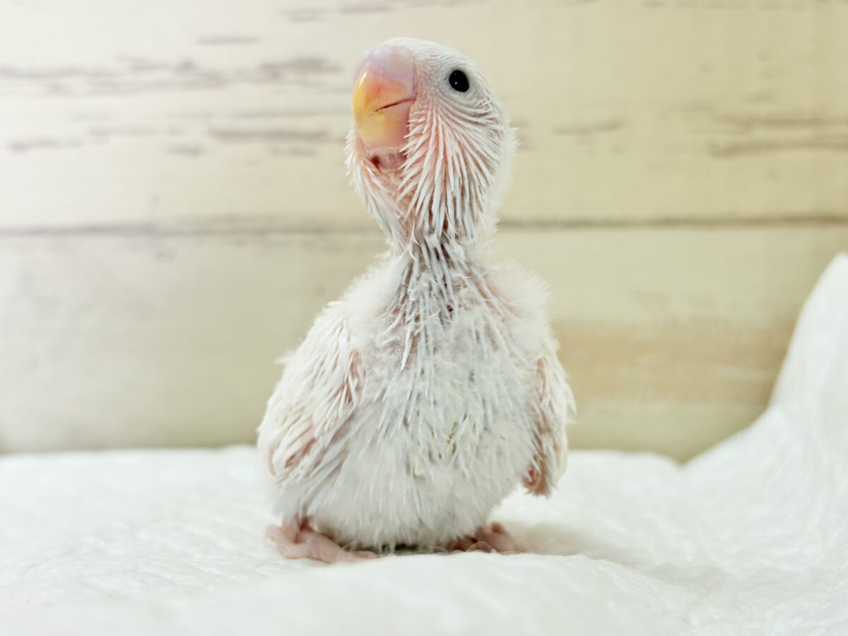 セキセイインコ