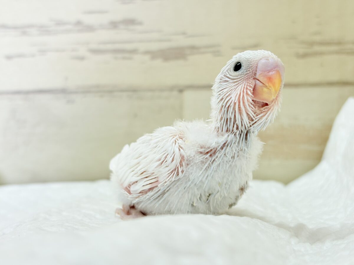 セキセイインコ