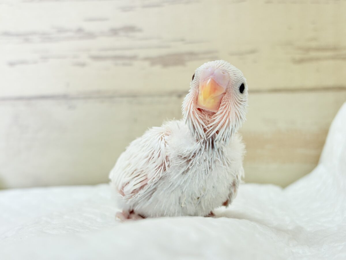 セキセイインコ