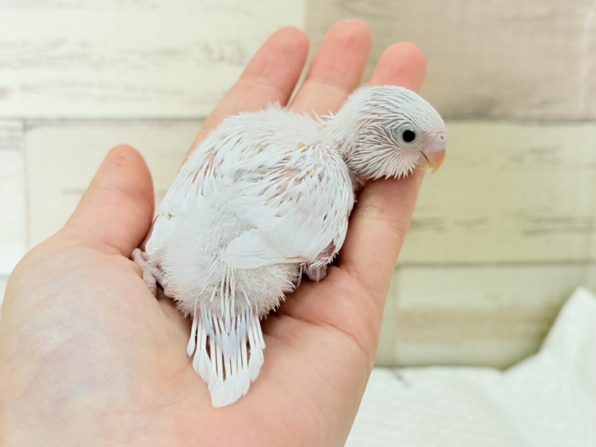 セキセイインコ