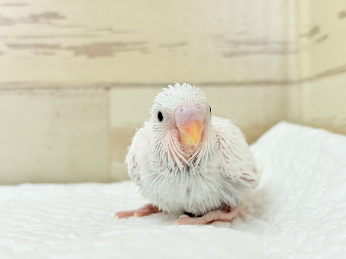 セキセイインコ