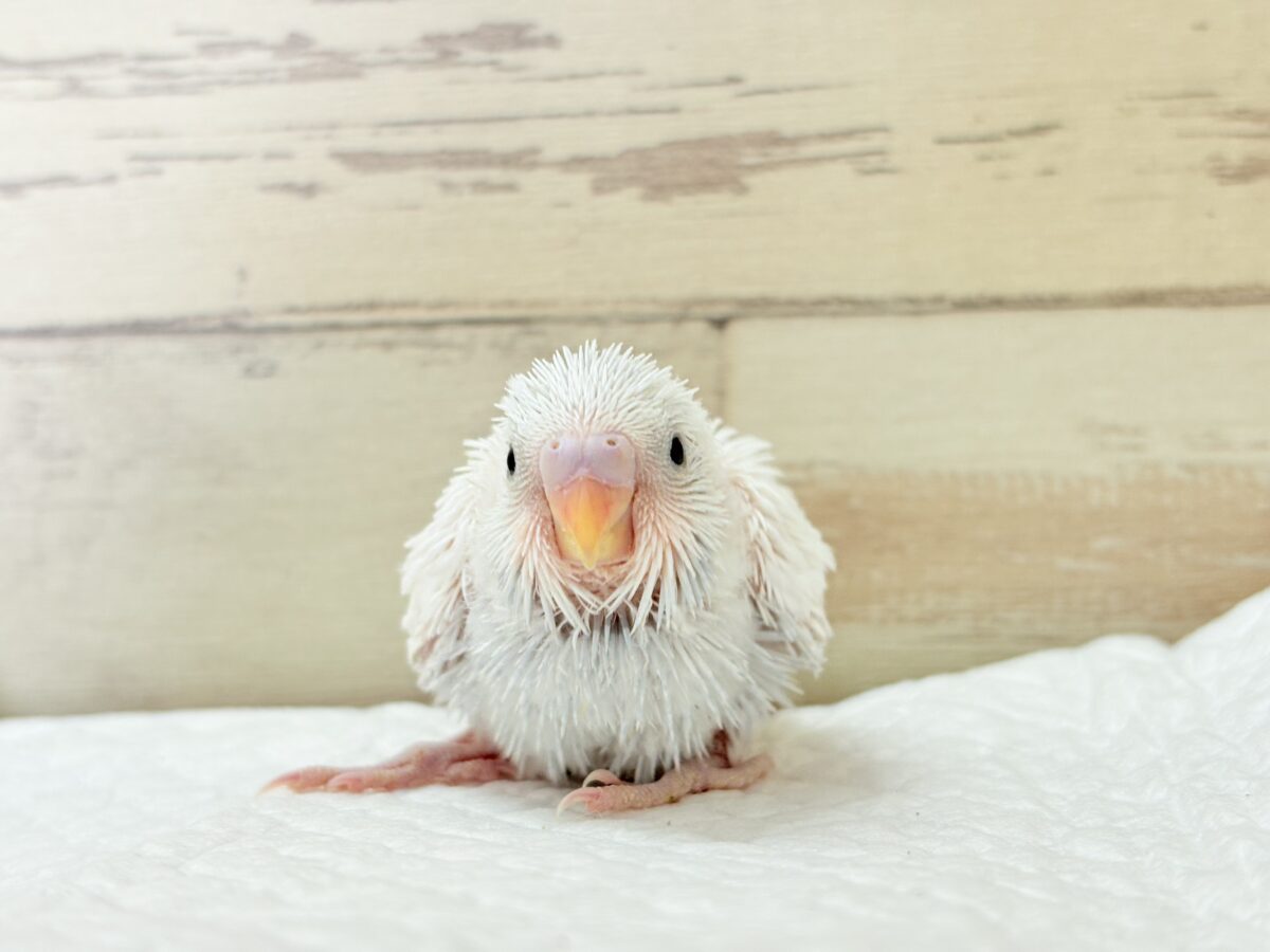 セキセイインコ