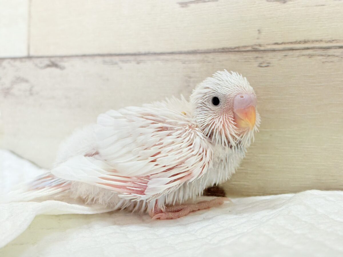 セキセイインコ
