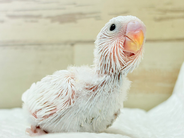氷上の大天使🐣❄️セキセイインコ(ホワイトダブルファクター) ヒナ