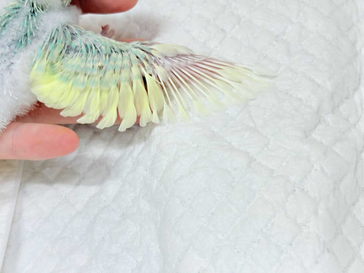 セキセイインコ