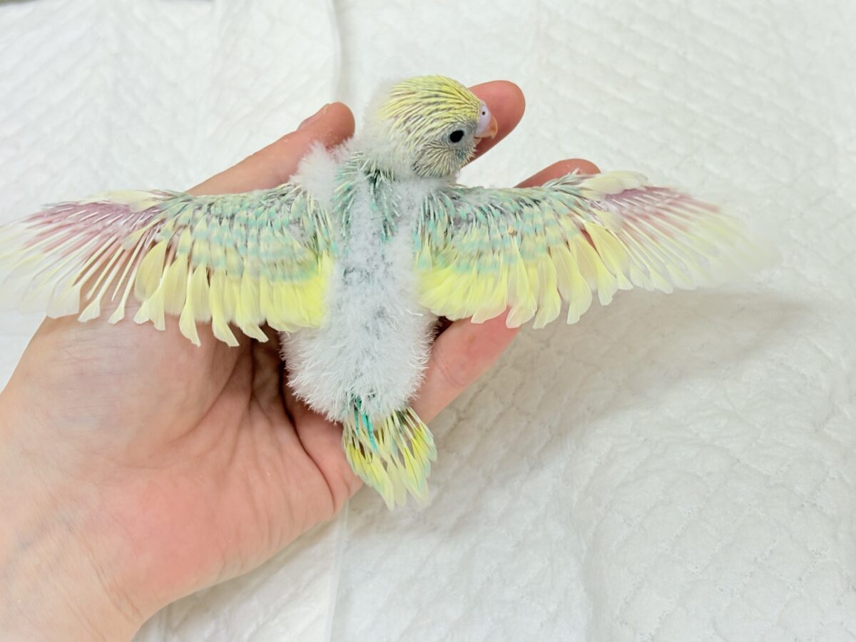 セキセイインコ