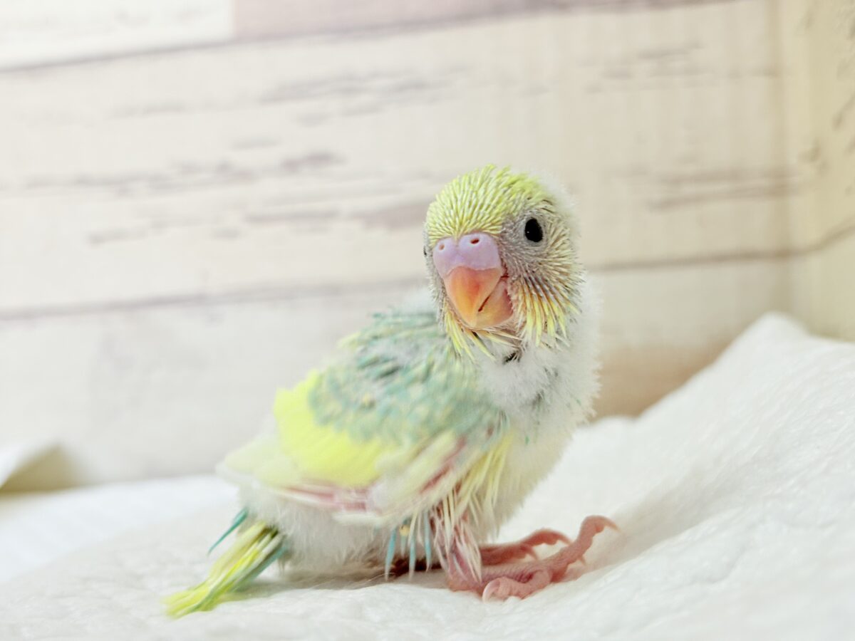 セキセイインコ