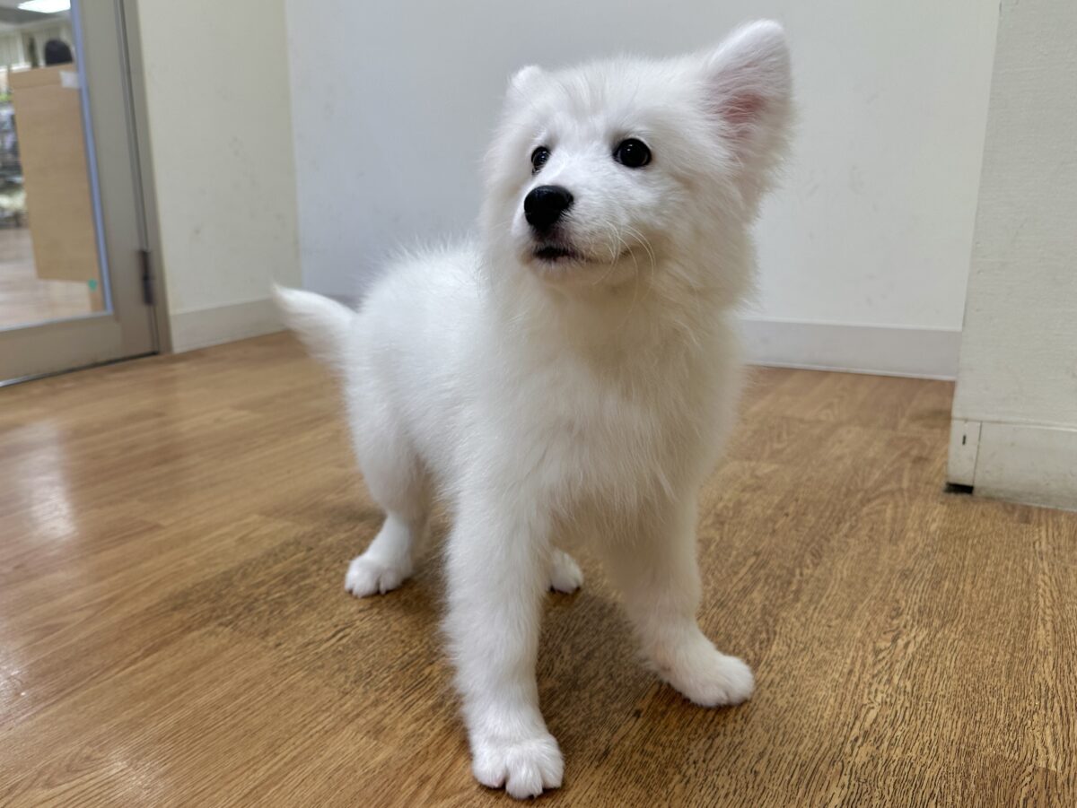 サモエド