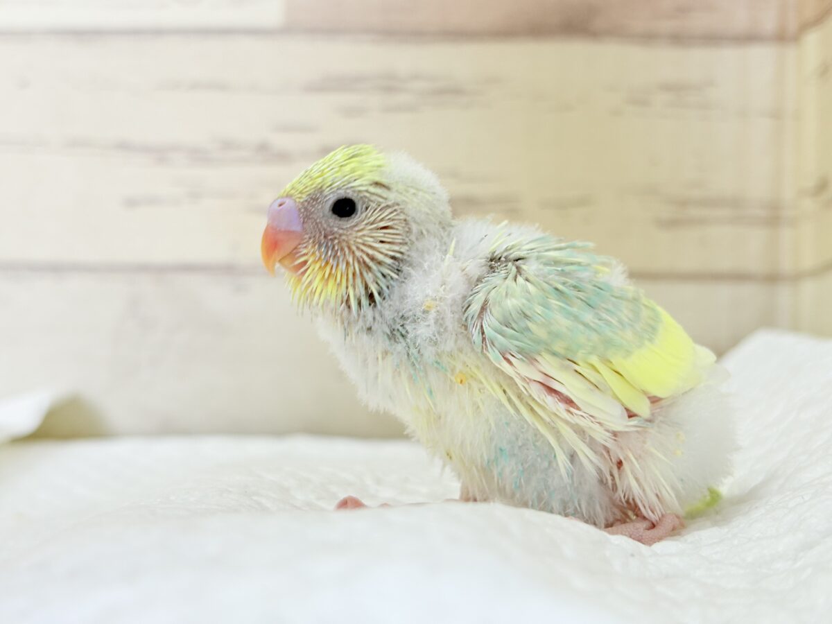 セキセイインコ
