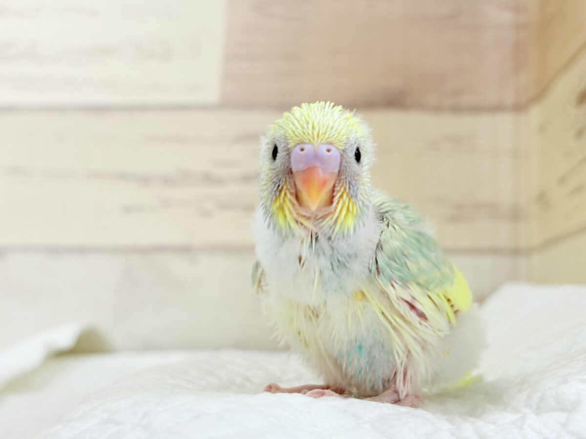 セキセイインコ