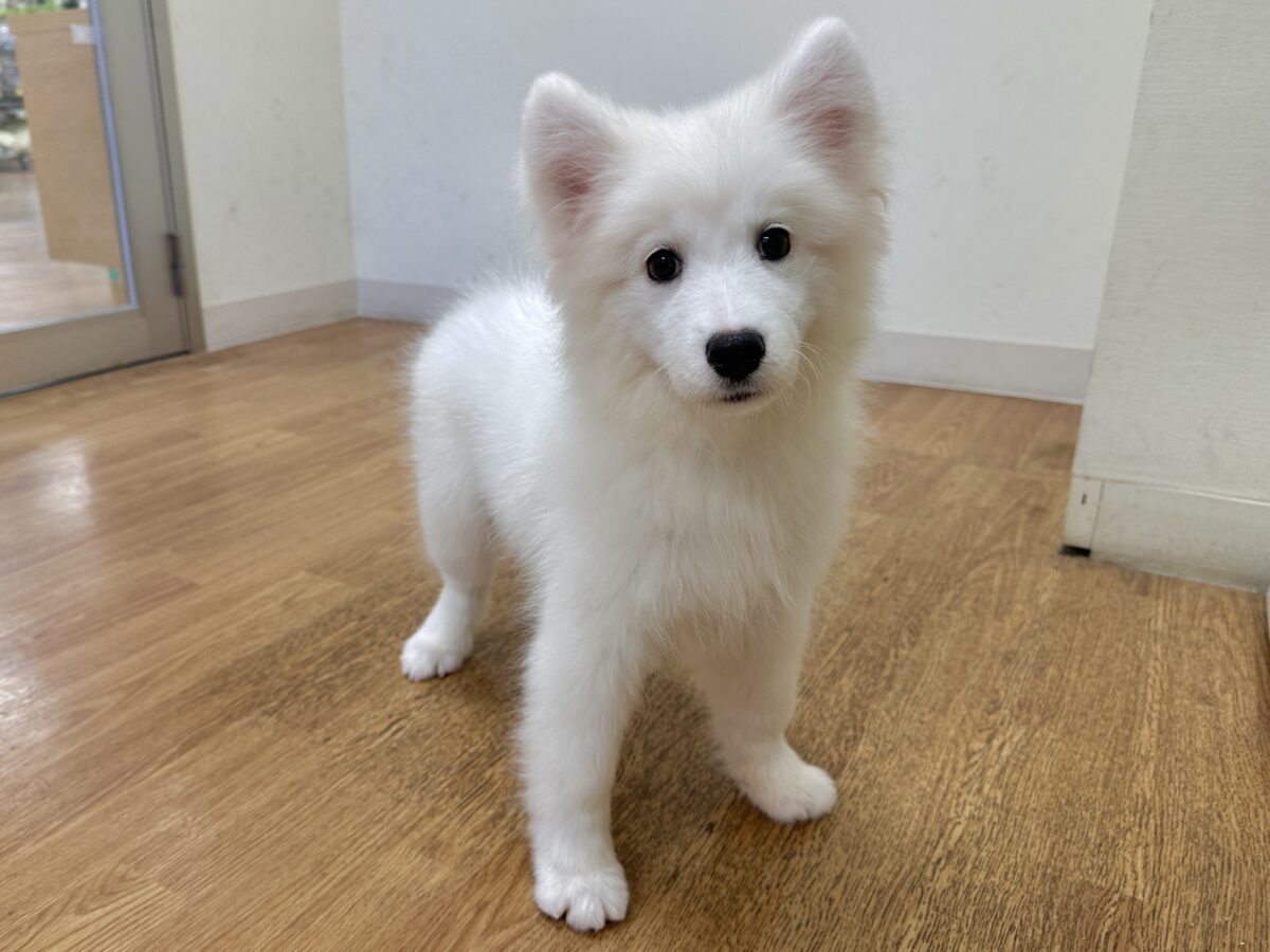 サモエド