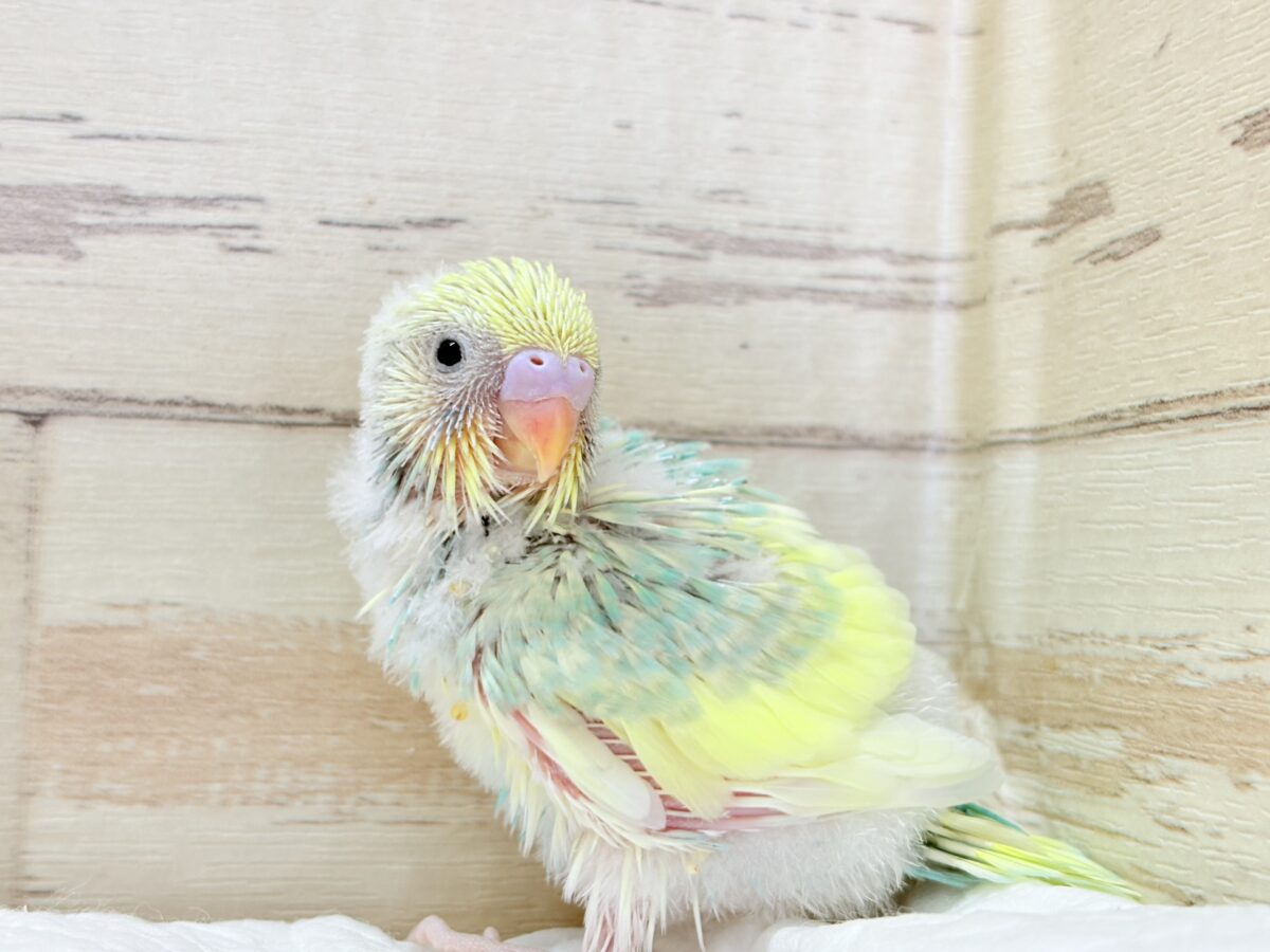 セキセイインコ