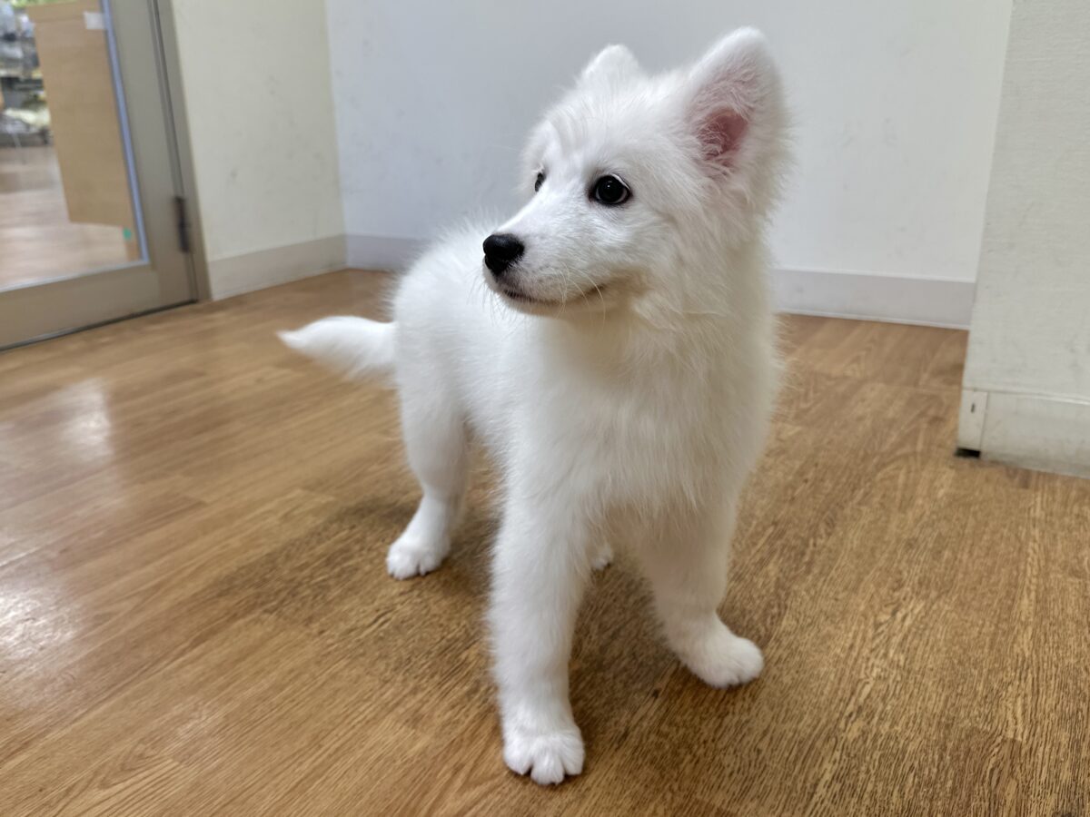 サモエド