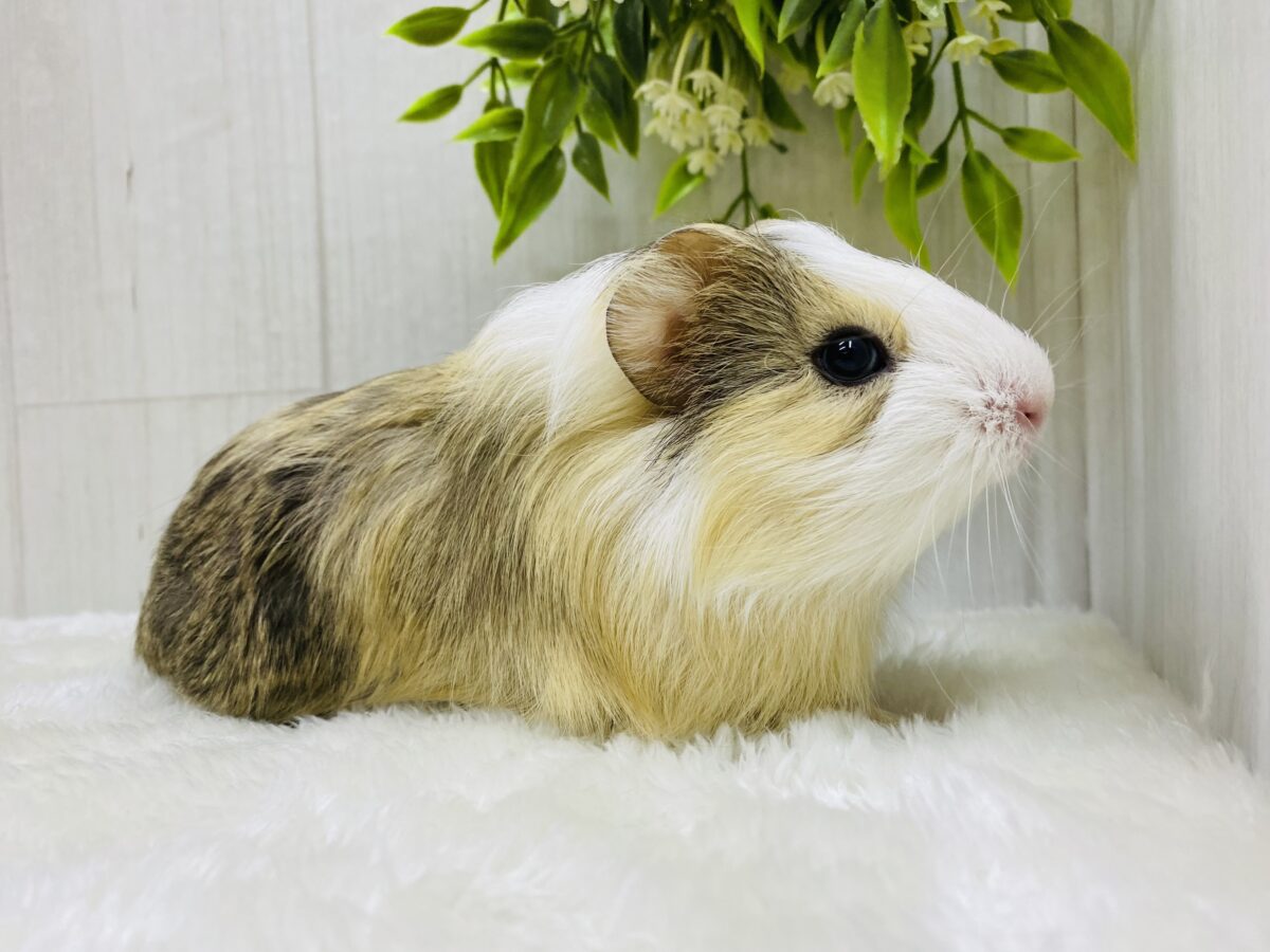 イングリッシュモルモット
