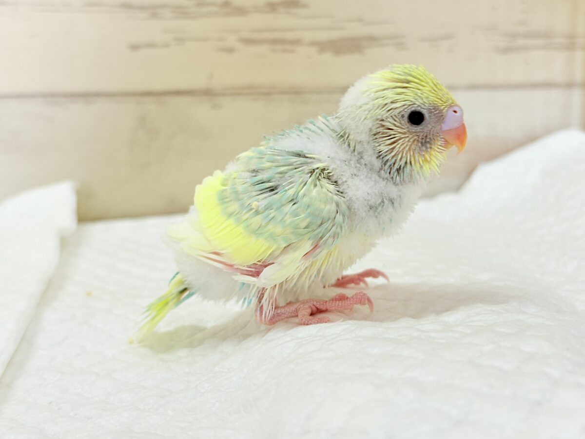 セキセイインコ