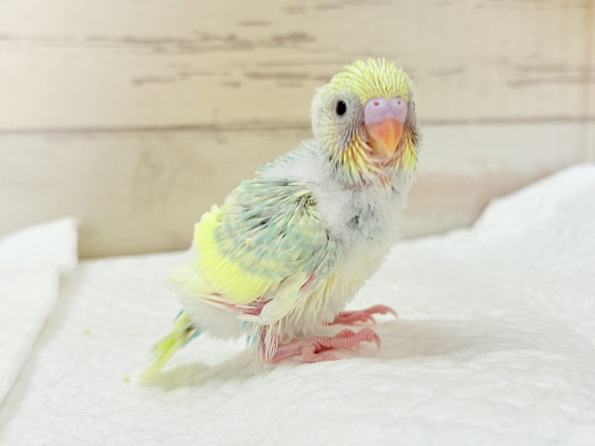 セキセイインコ