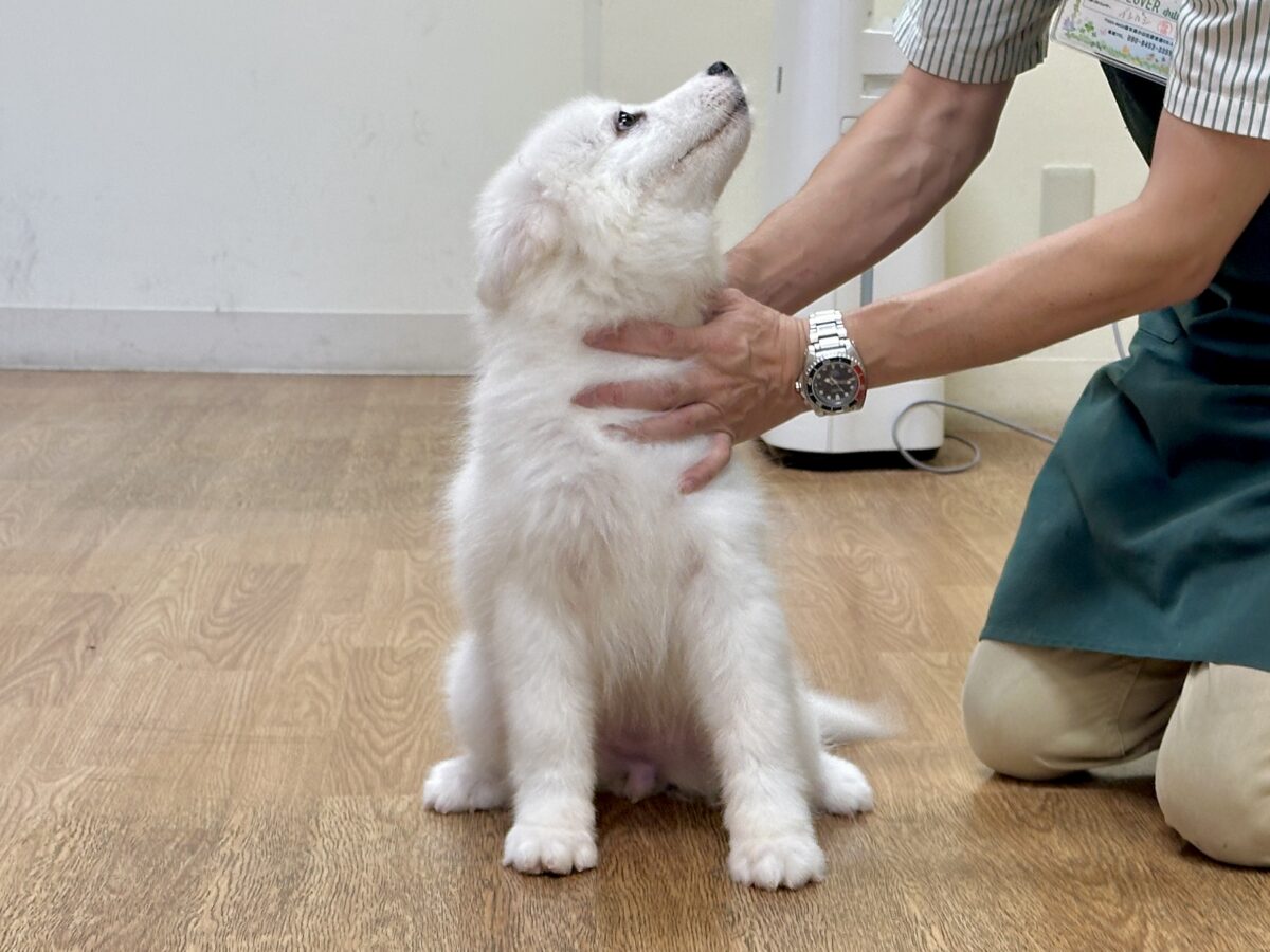 サモエド
