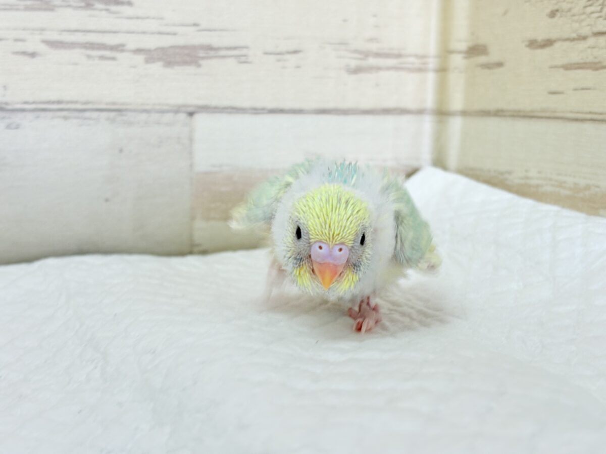 セキセイインコ