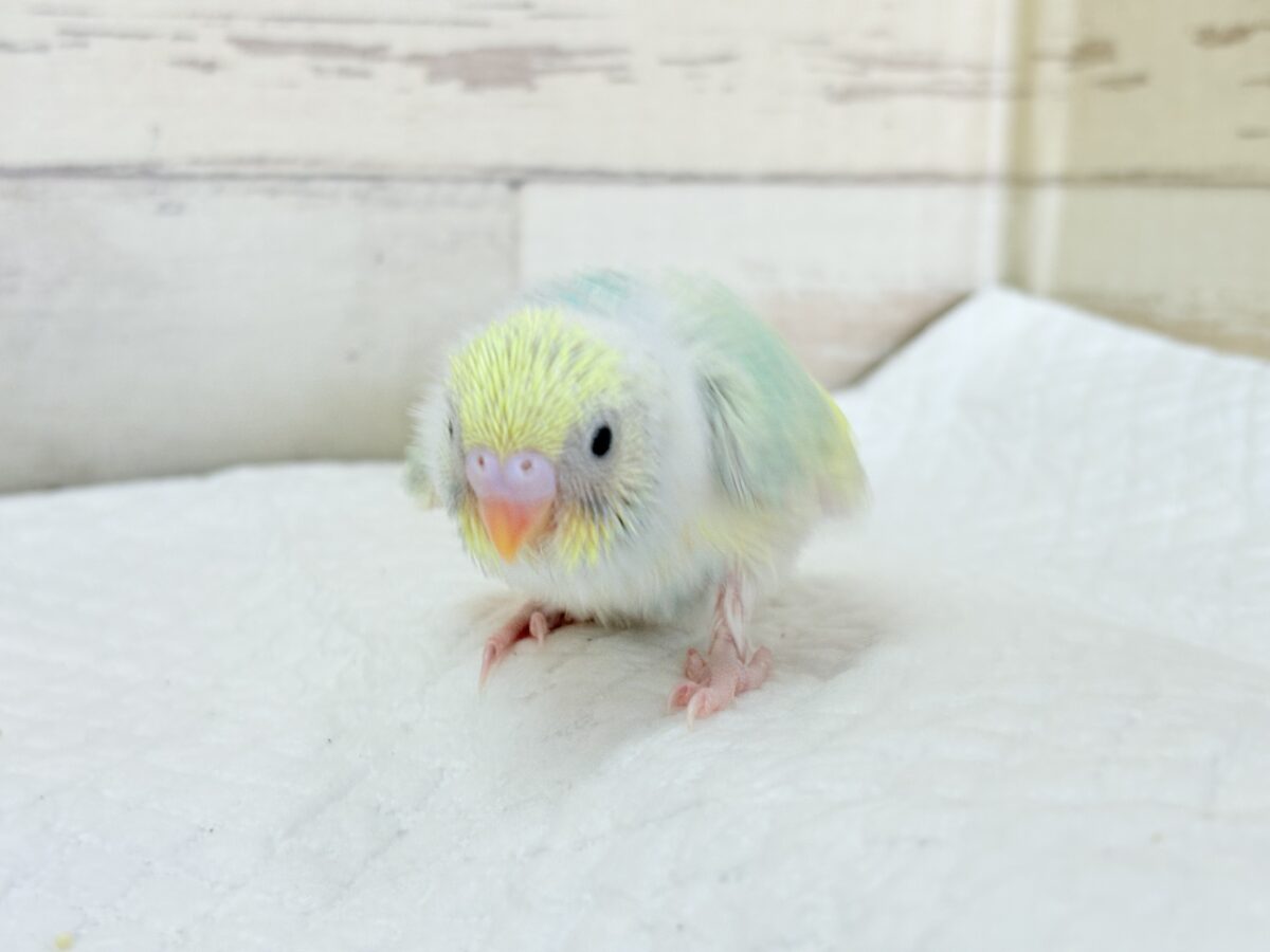 セキセイインコ