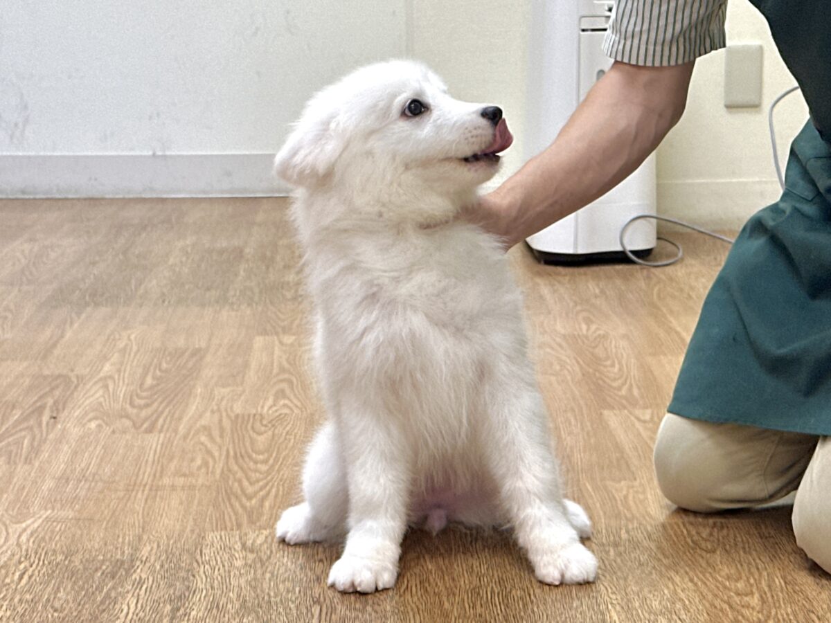 サモエド