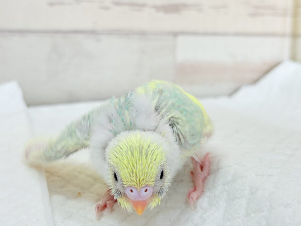 セキセイインコ