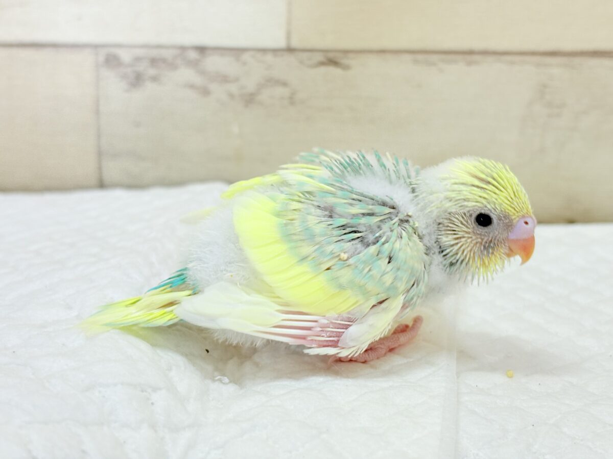 セキセイインコ