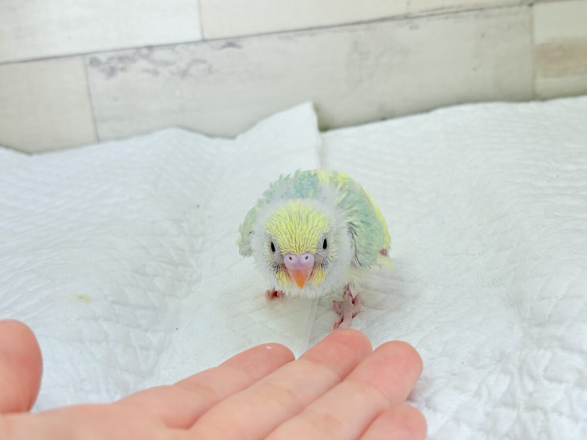 セキセイインコ