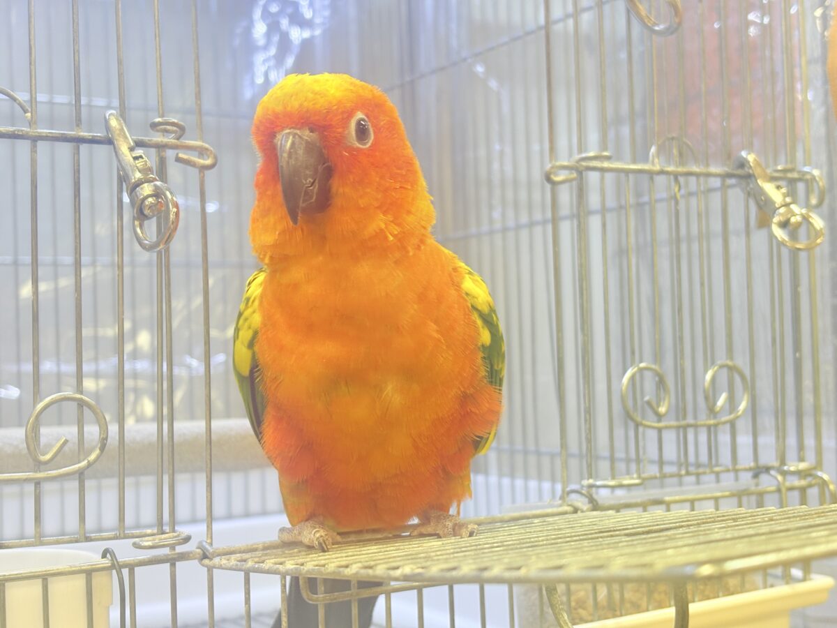コガネメキシコインコ