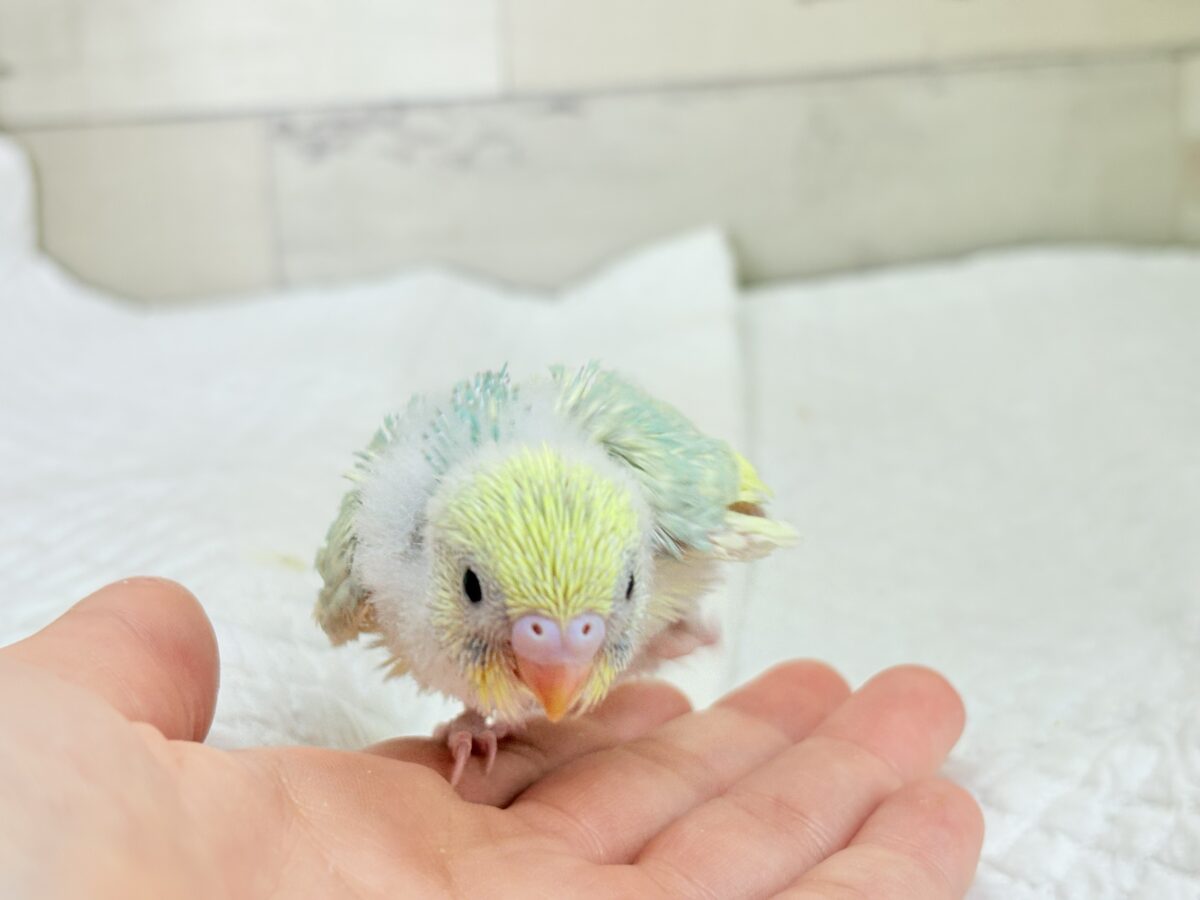 セキセイインコ