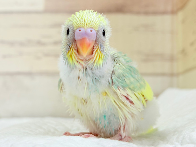 甘え方が可愛すぎっ♡♥♡セキセイインコ(パステルカラーレインボーパイド) ヒナ
