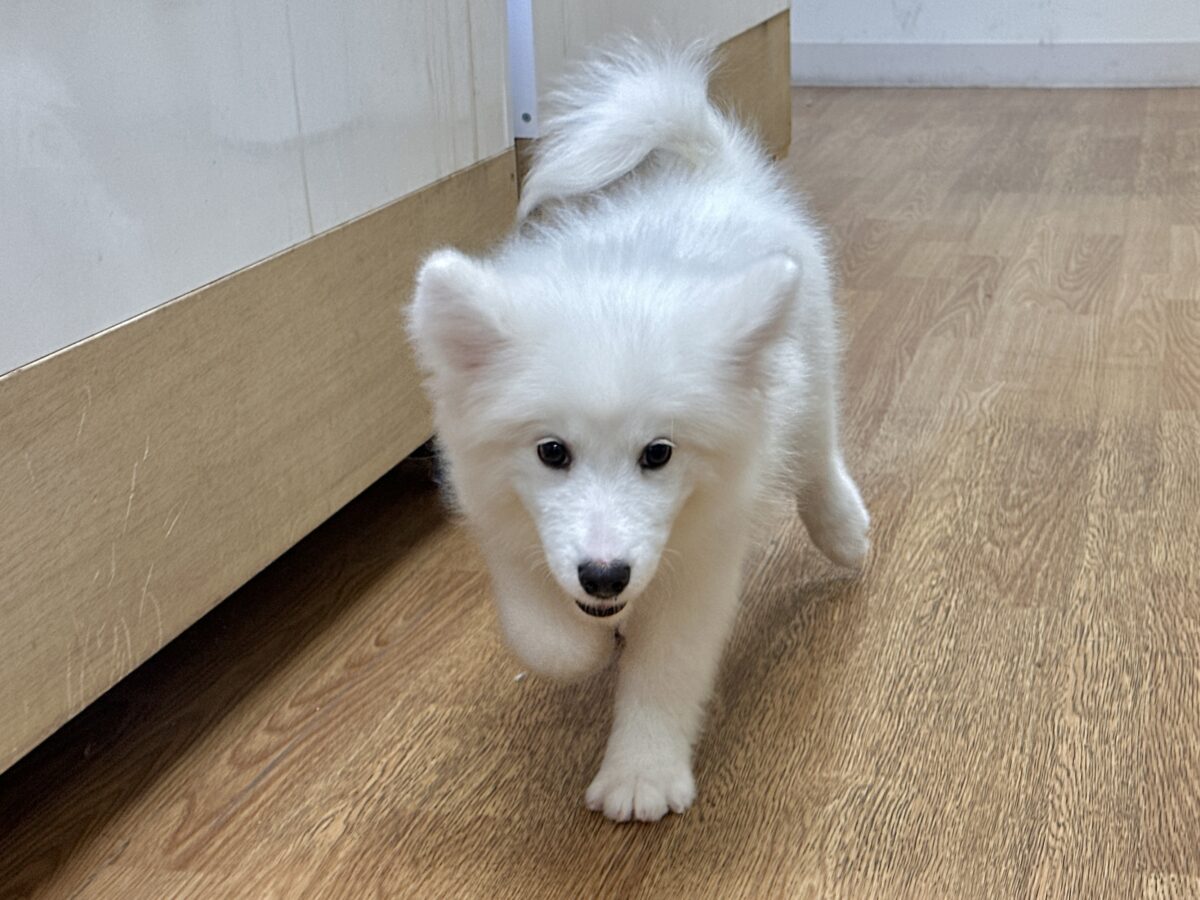 サモエド