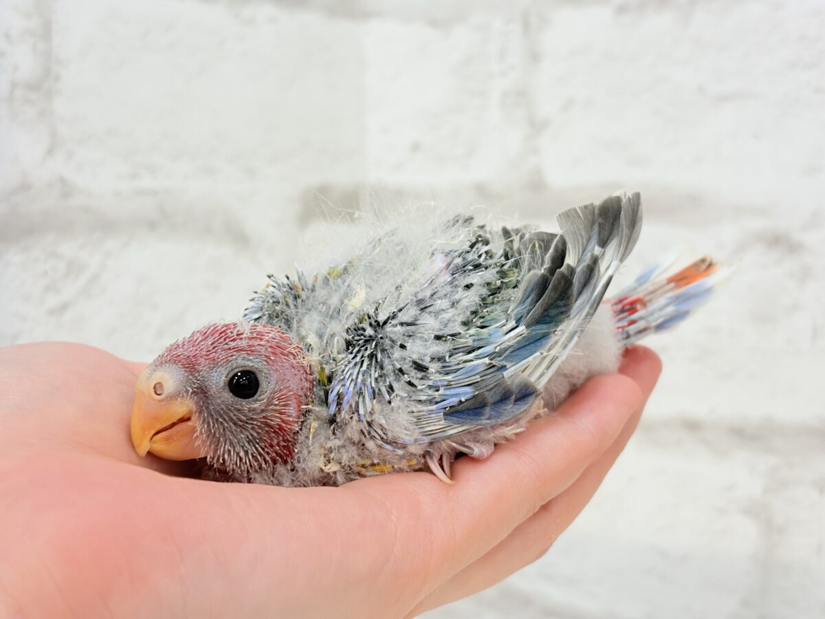 ナナクサインコ（七草インコ）
