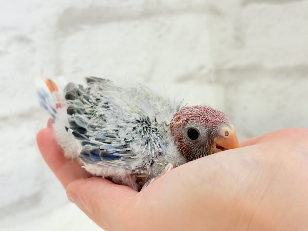 ナナクサインコ（七草インコ）