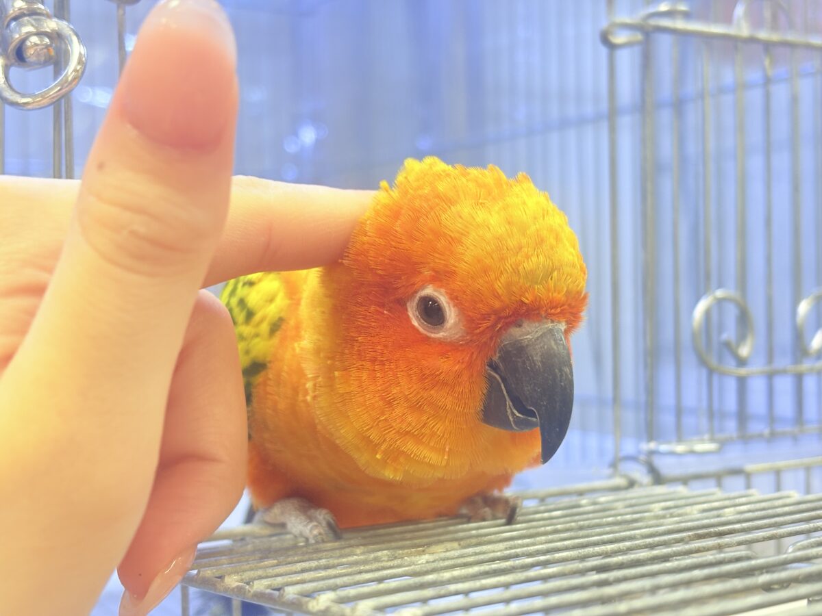 コガネメキシコインコ