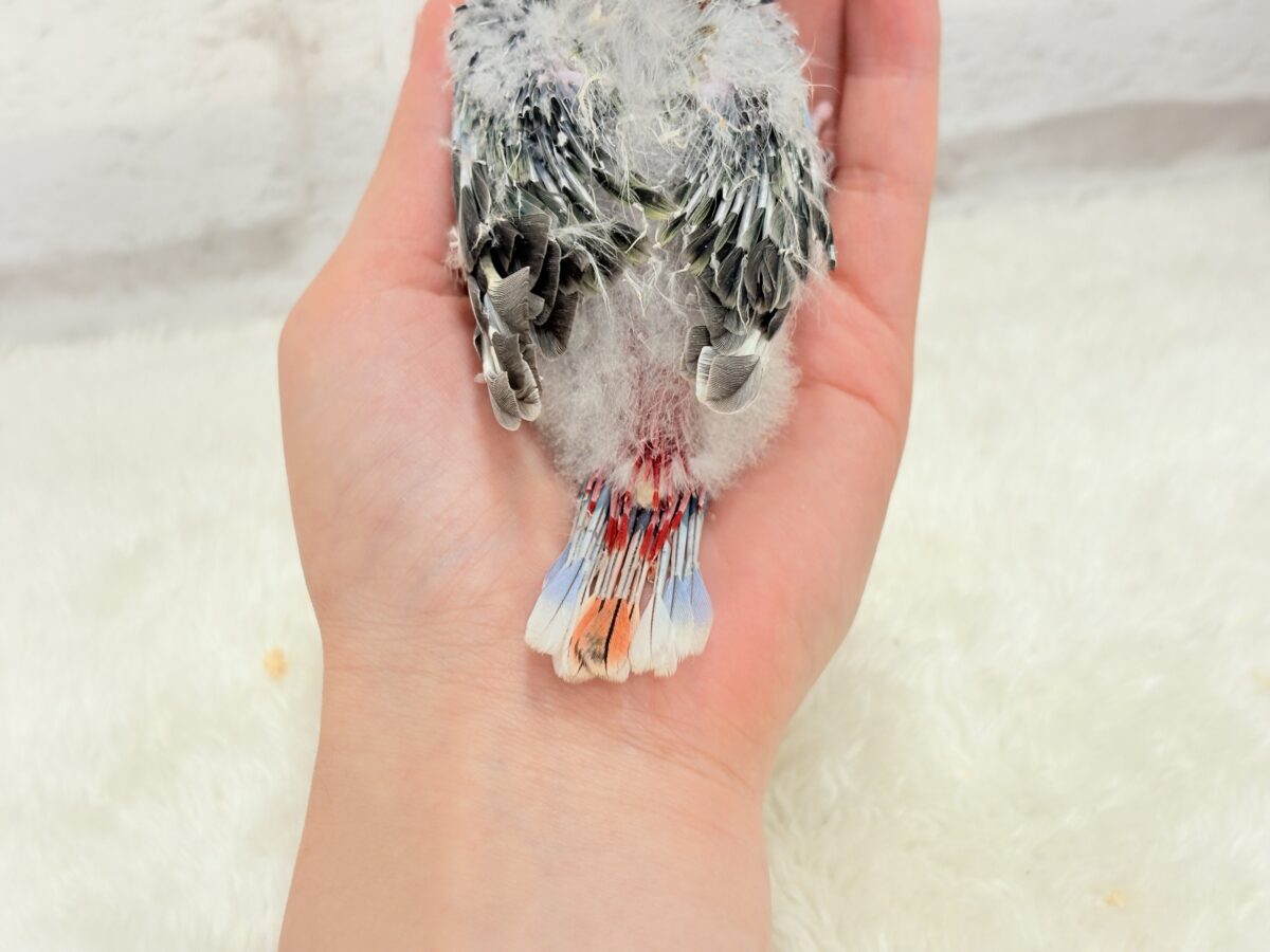 ナナクサインコ（七草インコ）