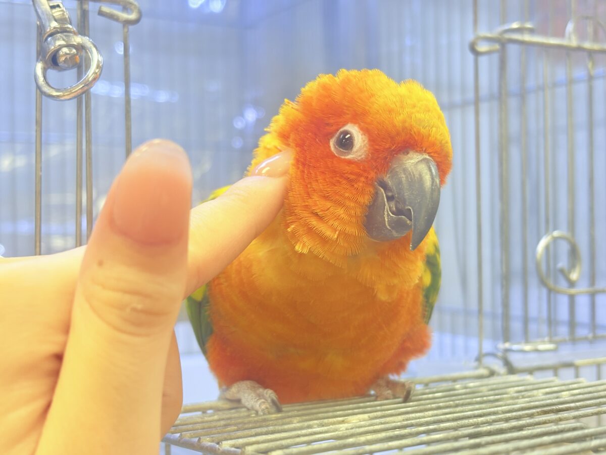 まんまる頭の甘々フェイス❣️コガネメキシコインコちゃん❣️