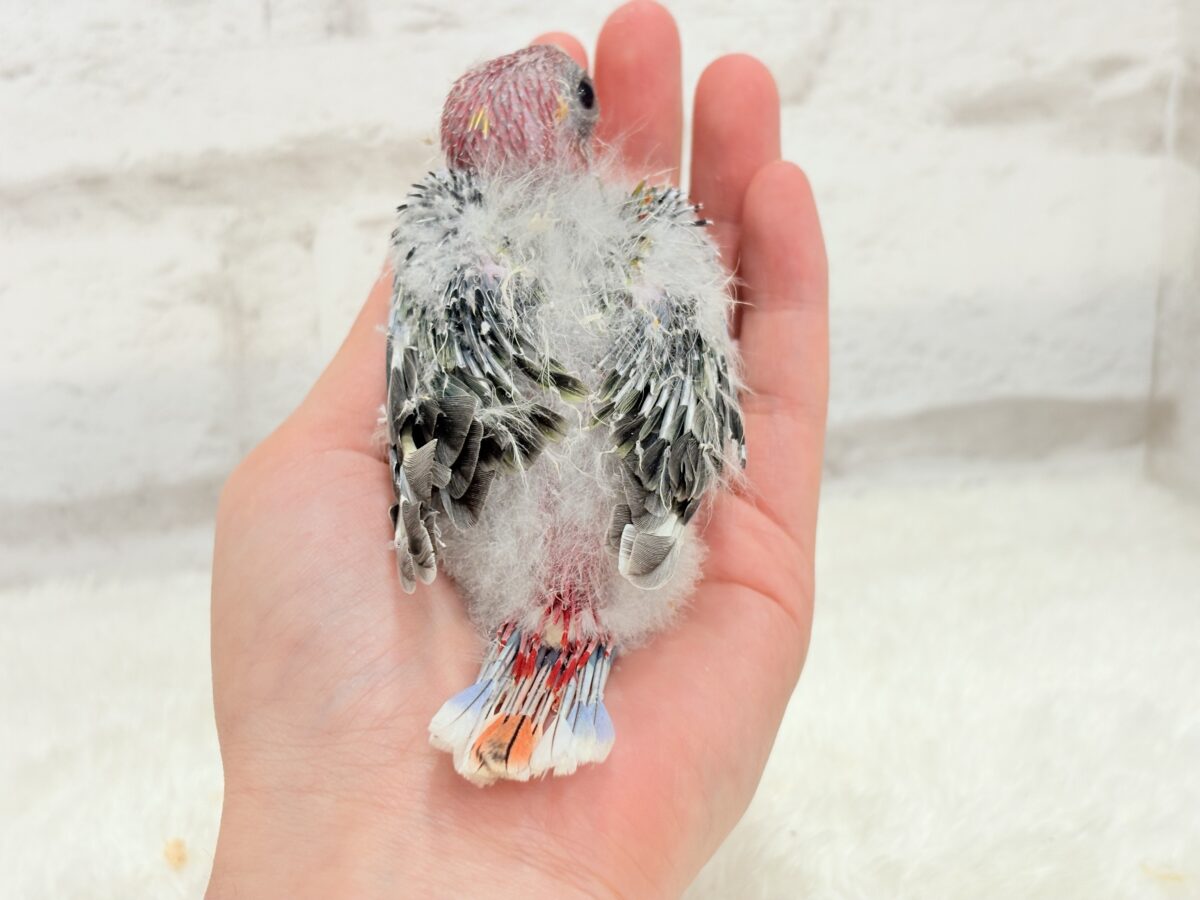 ナナクサインコ（七草インコ）