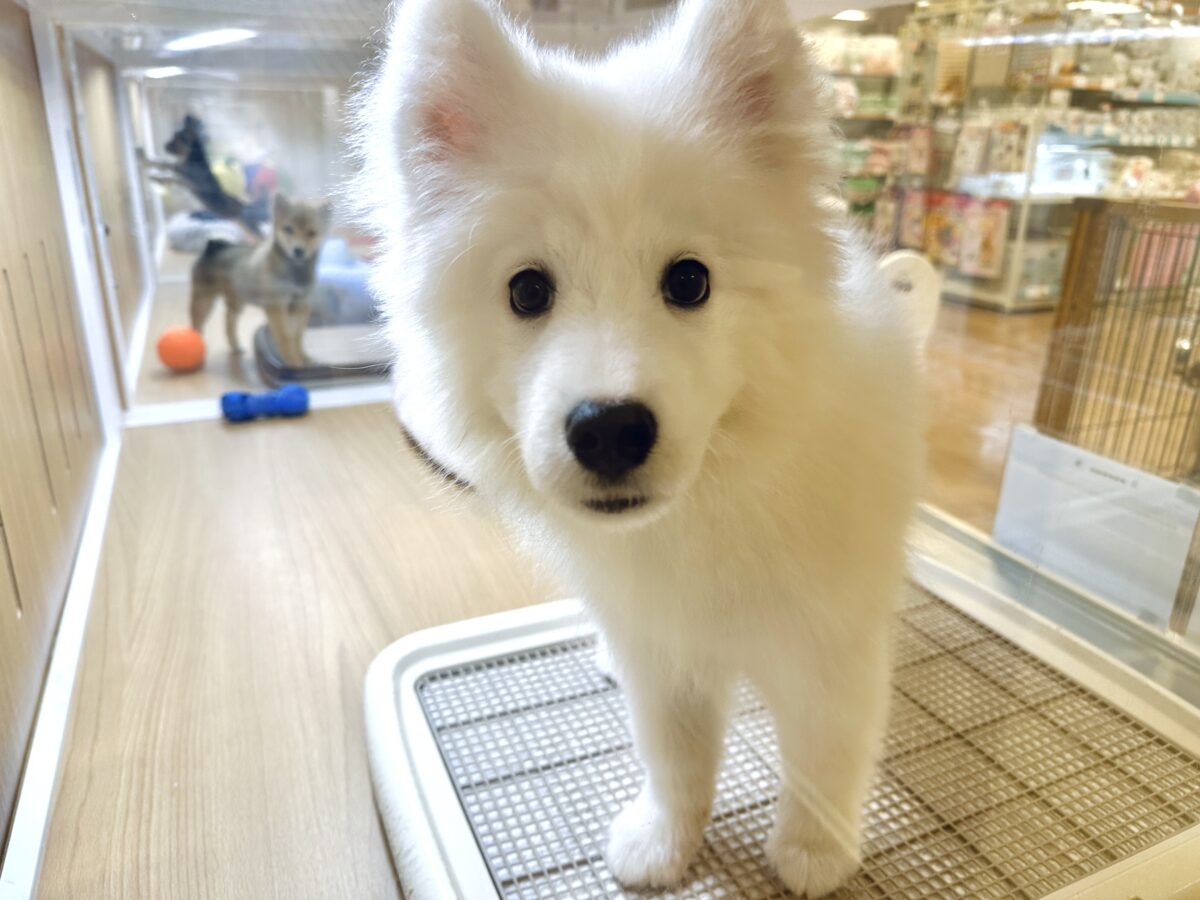 サモエド