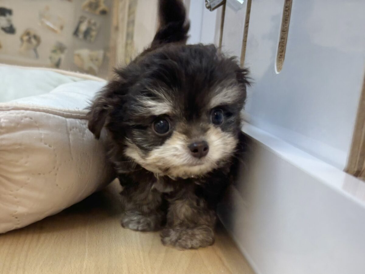フサフサ眉毛が愛おしい♥チワマルちゃん！
