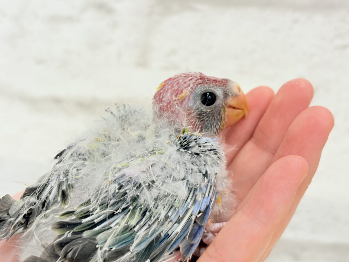 ナナクサインコ（七草インコ）