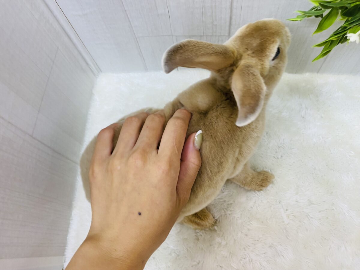 ミニレッキス
