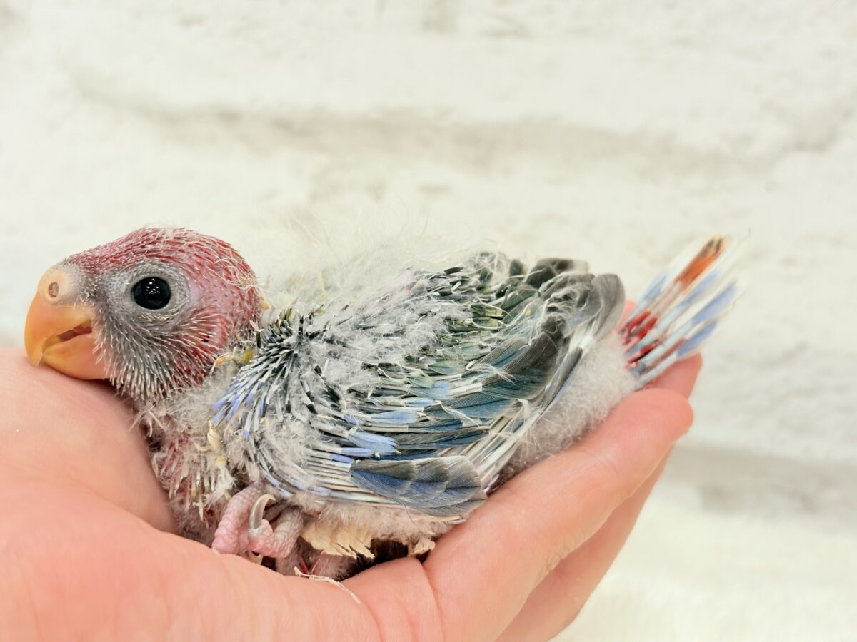 ナナクサインコ（七草インコ）