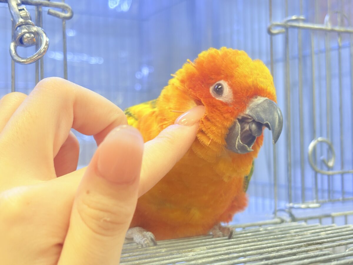 コガネメキシコインコ