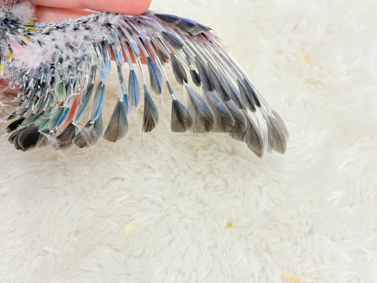 ナナクサインコ（七草インコ）