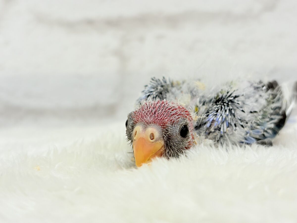 ナナクサインコ（七草インコ）