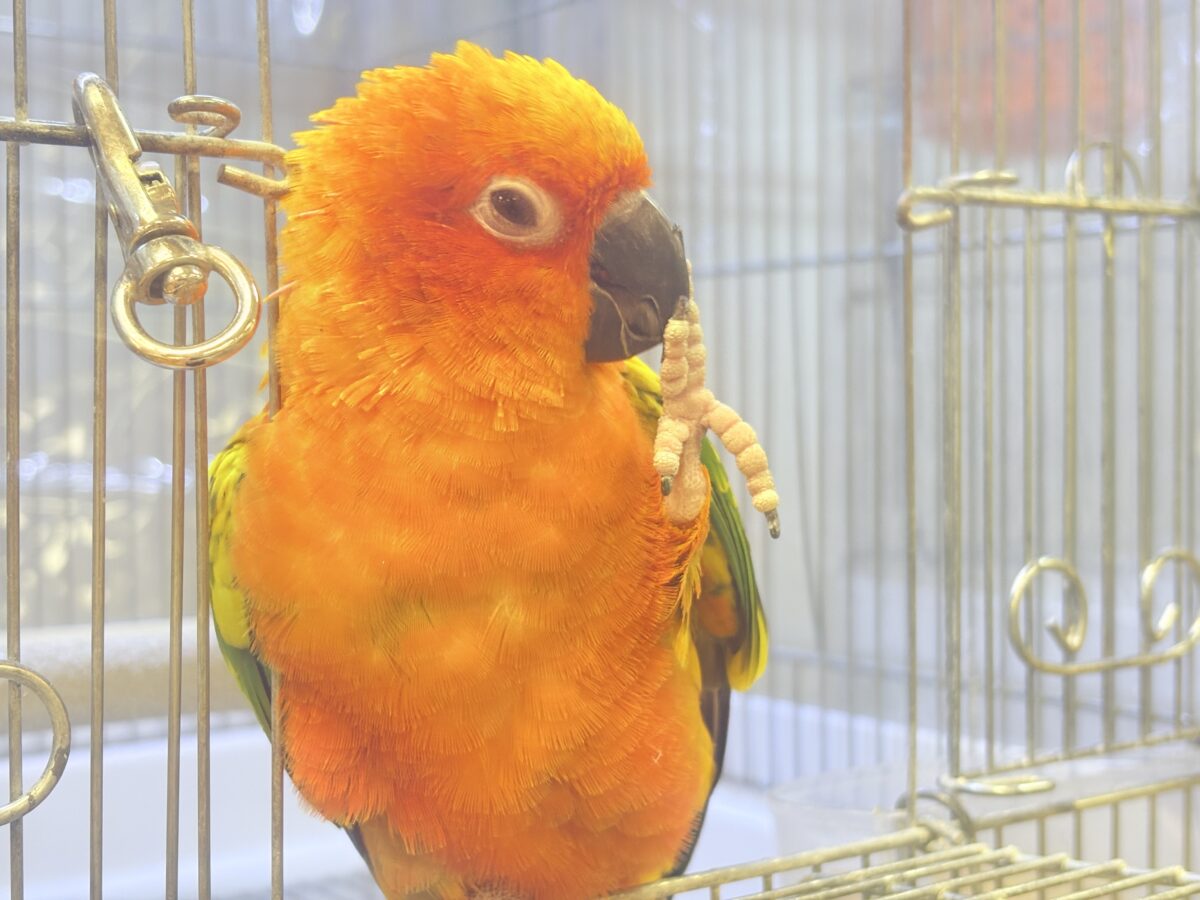 コガネメキシコインコ