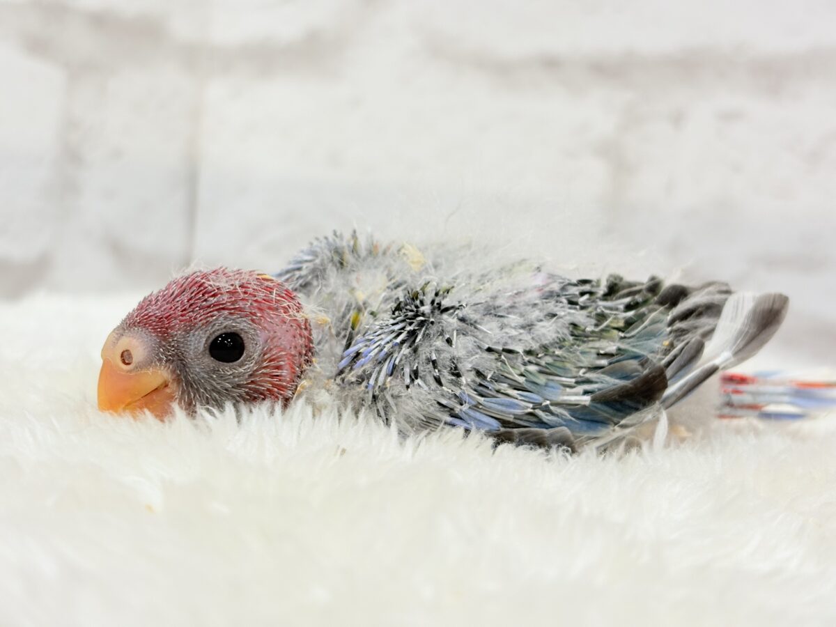ナナクサインコ（七草インコ）