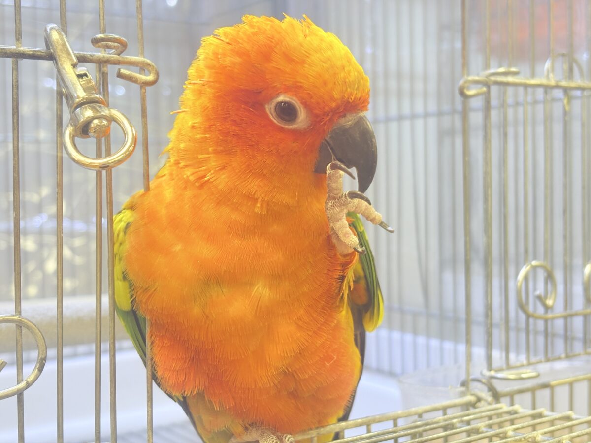 コガネメキシコインコ