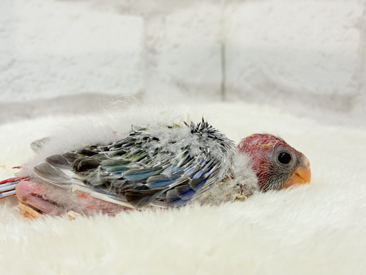 ナナクサインコ（七草インコ）