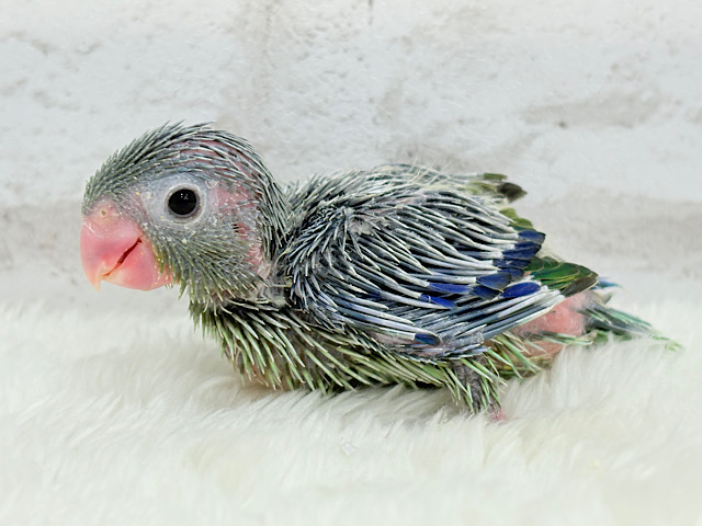 野菜グリーン🥬枝豆くん🐣🫛マメルリハ(ノーマル)男の子 ヒナ